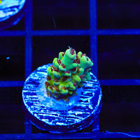 TSA Melonball Acropora Coral