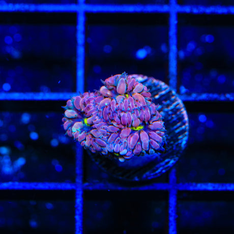 TSA Merlot Merletti Blastomussa Coral