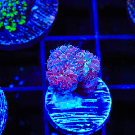 TSA Merlot Merletti Blastomussa Coral