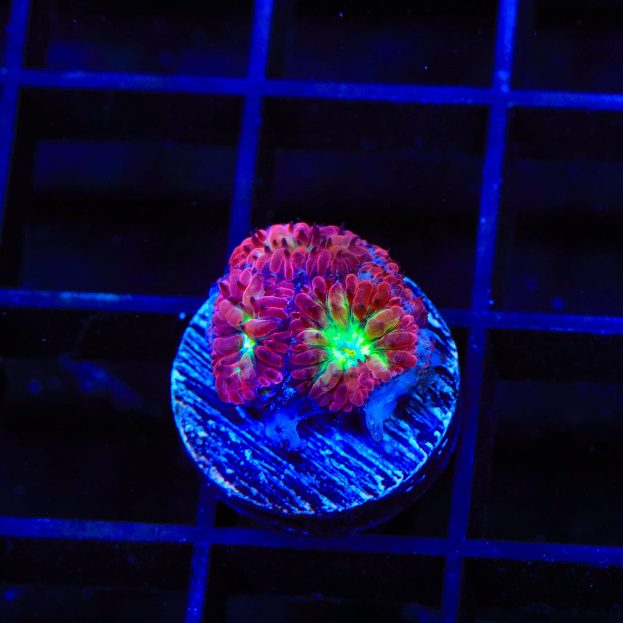 TSA Merlot Merletti Blastomussa Coral