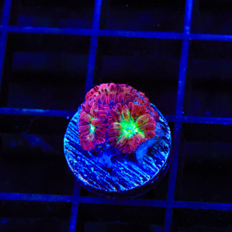 TSA Merlot Merletti Blastomussa Coral