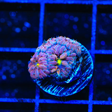 TSA Merlot Merletti Blastomussa Coral
