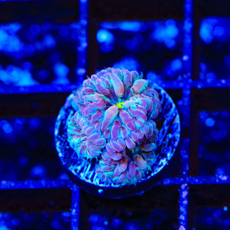 TSA Merlot Merletti Blastomussa Coral