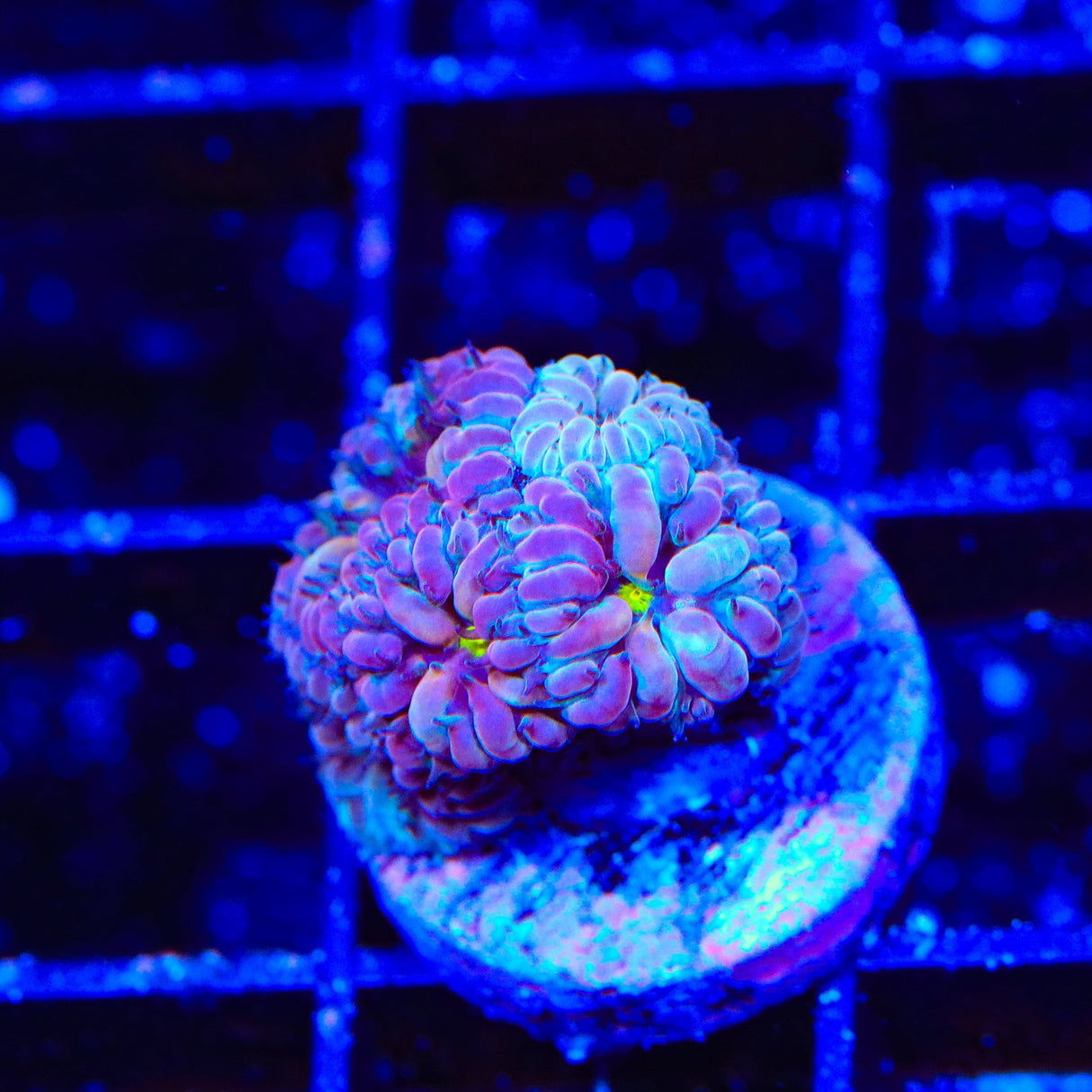 TSA Merlot Merletti Blastomussa Coral