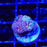 TSA Merlot Merletti Blastomussa Coral