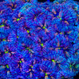 TSA Merlot Merletti Blastomussa Coral
