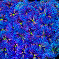 TSA Merlot Merletti Blastomussa Coral
