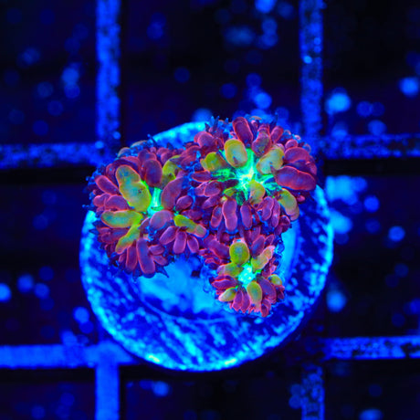TSA Merlot Merletti Blastomussa Coral