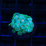 TSA Metallic Goniopora Coral