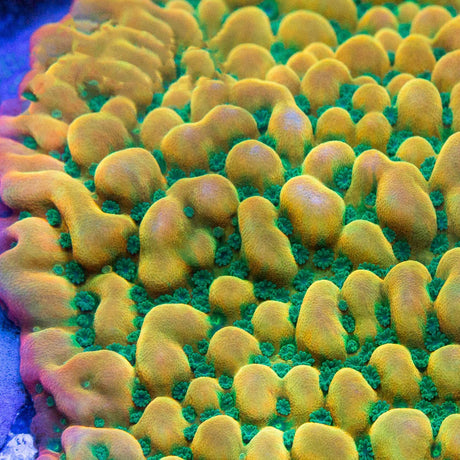 TSA Midori Sunrise Montipora Coral