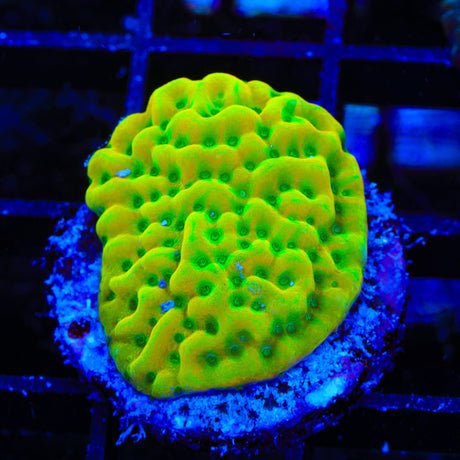 TSA Midori Sunrise Montipora Coral