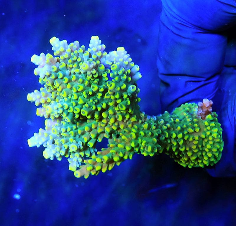 TSA Mile High Latistella Acropora Colony Coral