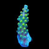 TSA Mile High Latistella Acropora Coral