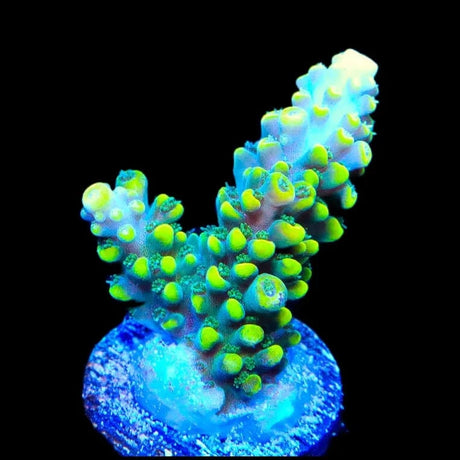 TSA Mile High Latistella Acropora Coral