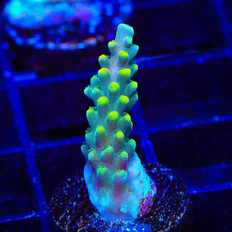 TSA Mile High Latistella Acropora Coral