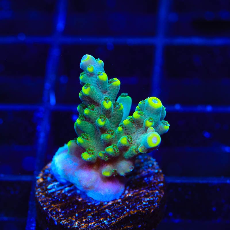 TSA Mile High Latistella Acropora Coral