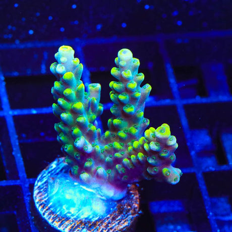 TSA Mile High Latistella Acropora Coral