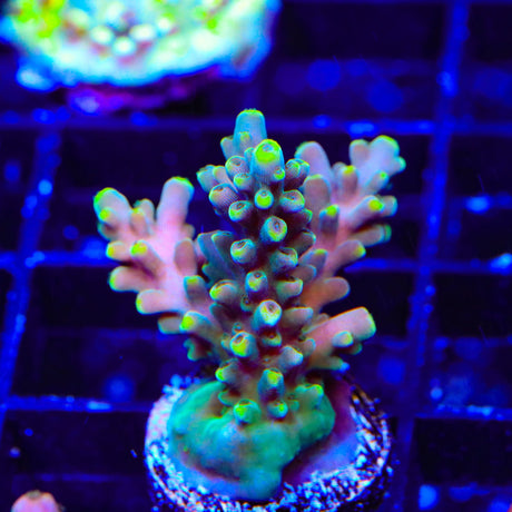 TSA Mile High Latistella Acropora XL Frag Coral