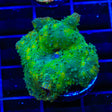 TSA Milky Way Mushroom Coral
