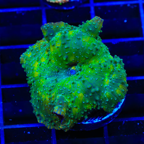 TSA Milky Way Mushroom Coral