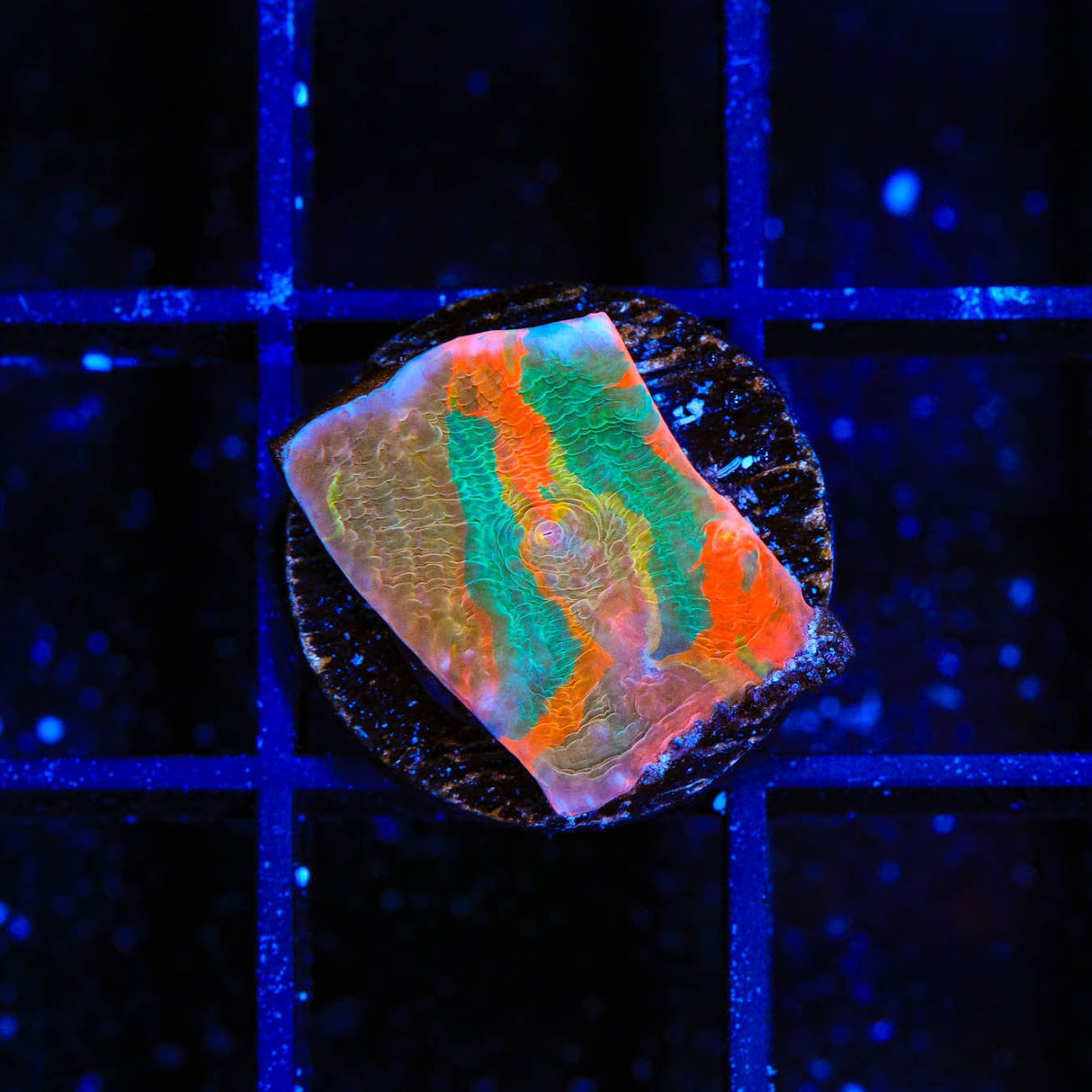 TSA Millionaire Alley Chalice Coral