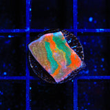 TSA Millionaire Alley Chalice Coral