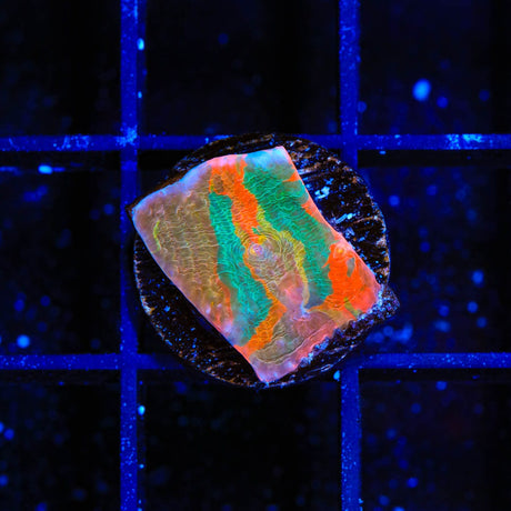 TSA Millionaire Alley Chalice Coral