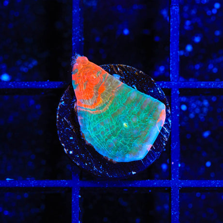TSA Millionaire Alley Chalice Coral