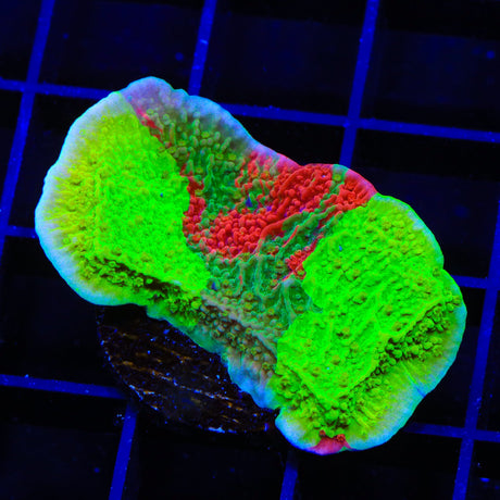 TSA Mind Meld Montipora Coral