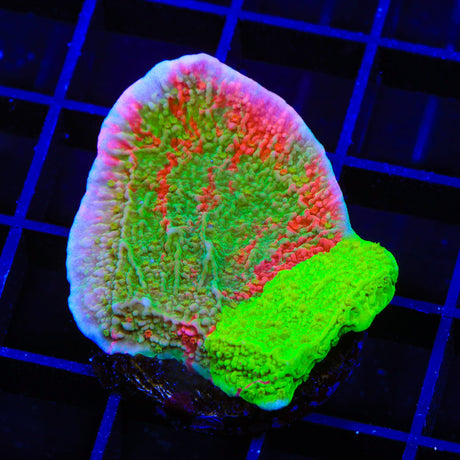 TSA Mind Meld Montipora Coral
