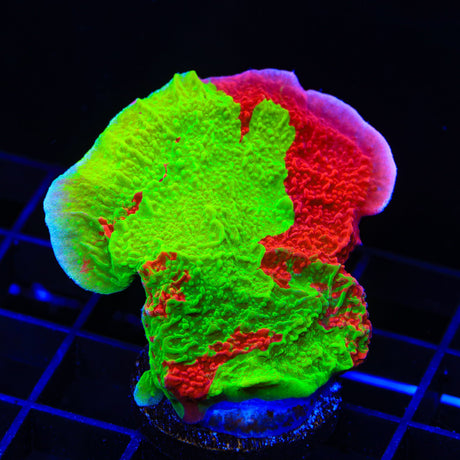 TSA Mind Meld Triple Grafted Montipora Cap Coral