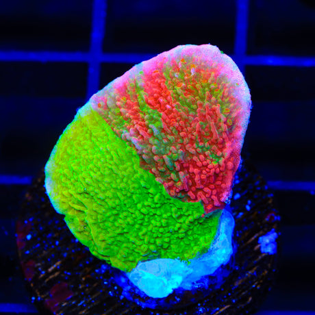 TSA Mind Meld Triple Grafted Montipora Cap Coral