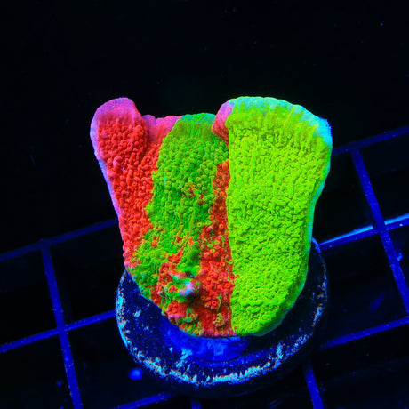 TSA Mind Meld Triple Grafted Montipora Cap Coral