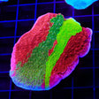 TSA Mind Meld Triple Grafted Montipora Cap XL Frag Coral