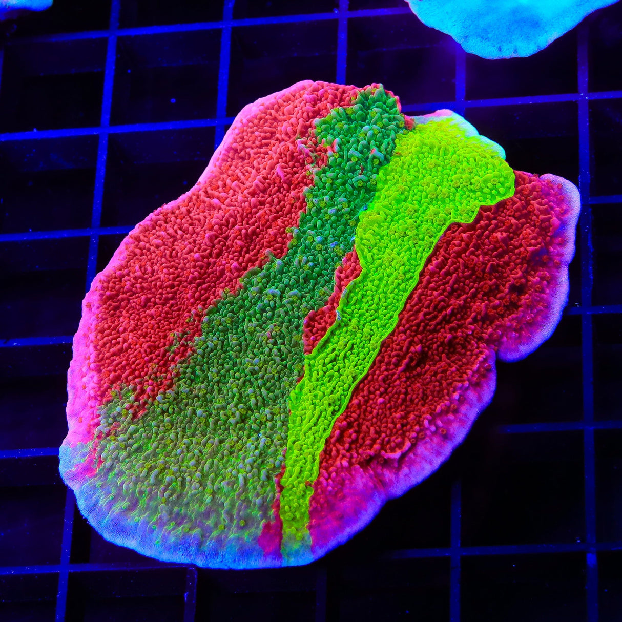 TSA Mind Meld Triple Grafted Montipora Cap XL Frag Coral