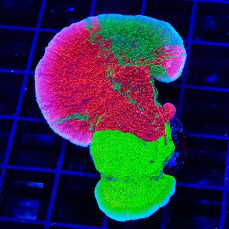 TSA Mind Meld Triple Grafted Montipora Cap XL Frag Coral