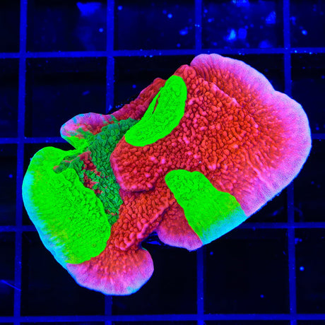 TSA Mind Meld Triple Grafted Montipora Cap XL Frag Coral
