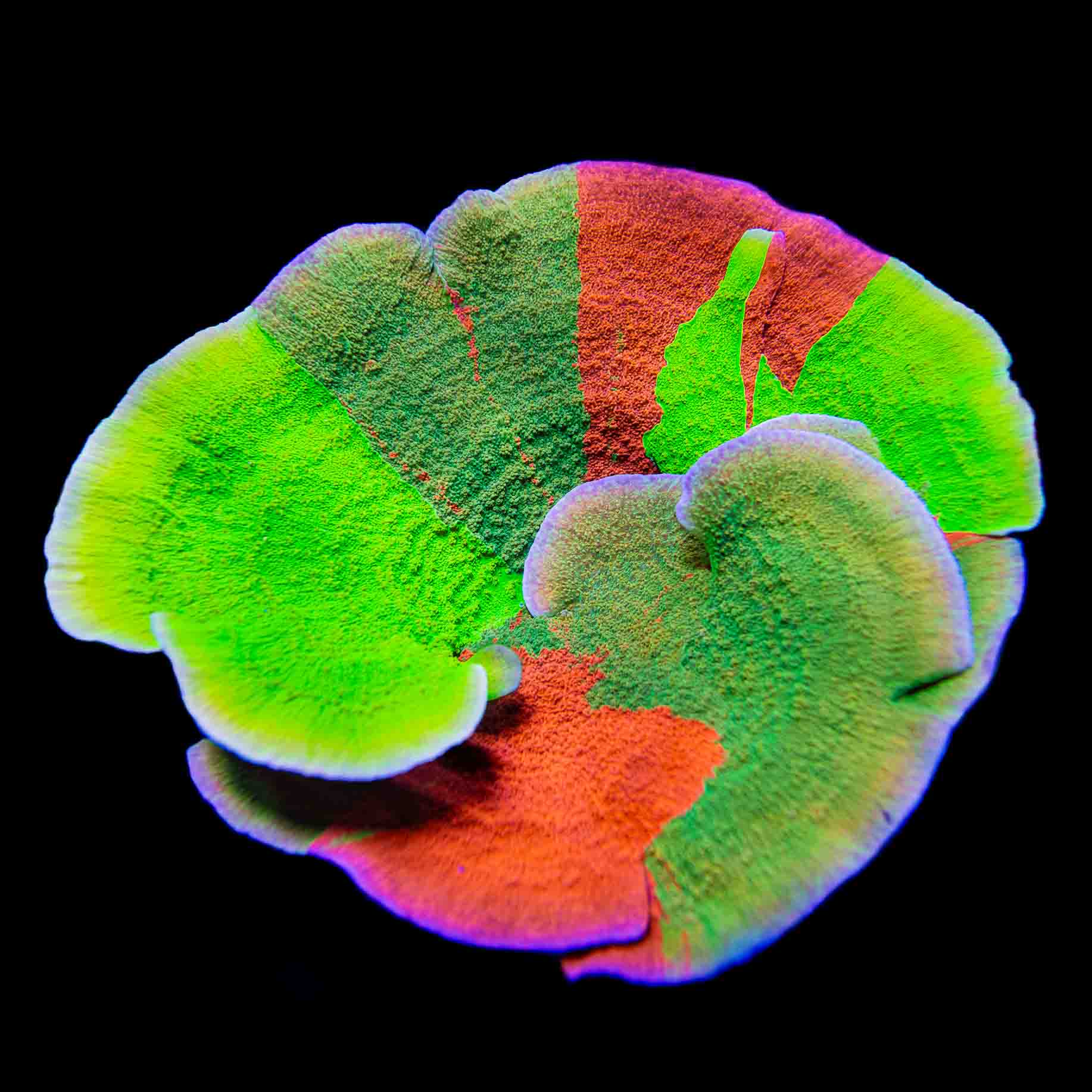 TSA Mind Meld Triple Grafted Montipora Coral – Top Shelf Aquatics