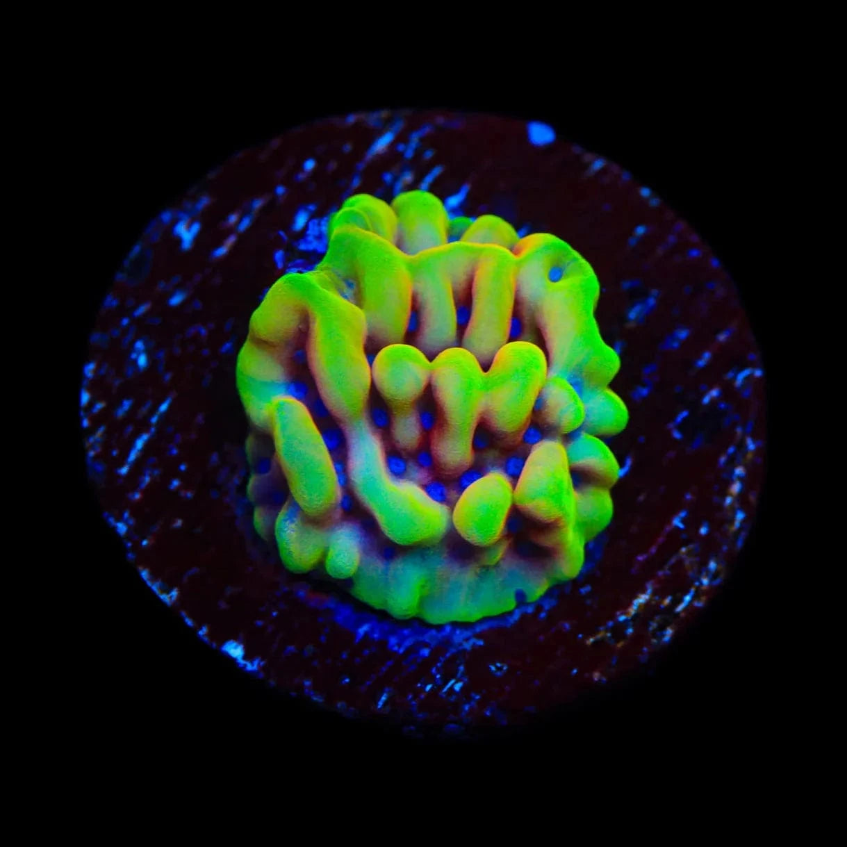 TSA Minions Montipora Coral