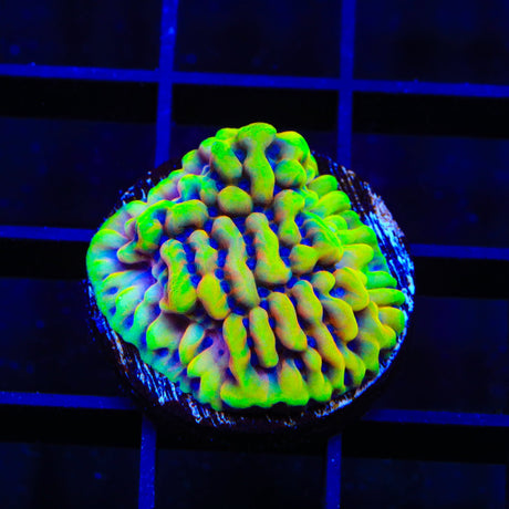 TSA Minions Montipora Coral