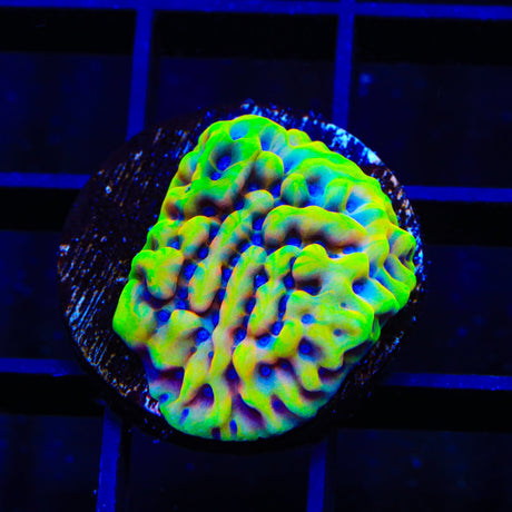 TSA Minions Montipora Coral