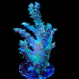 TSA Mint Finger Leather Coral