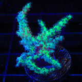 TSA Mint Leather Coral
