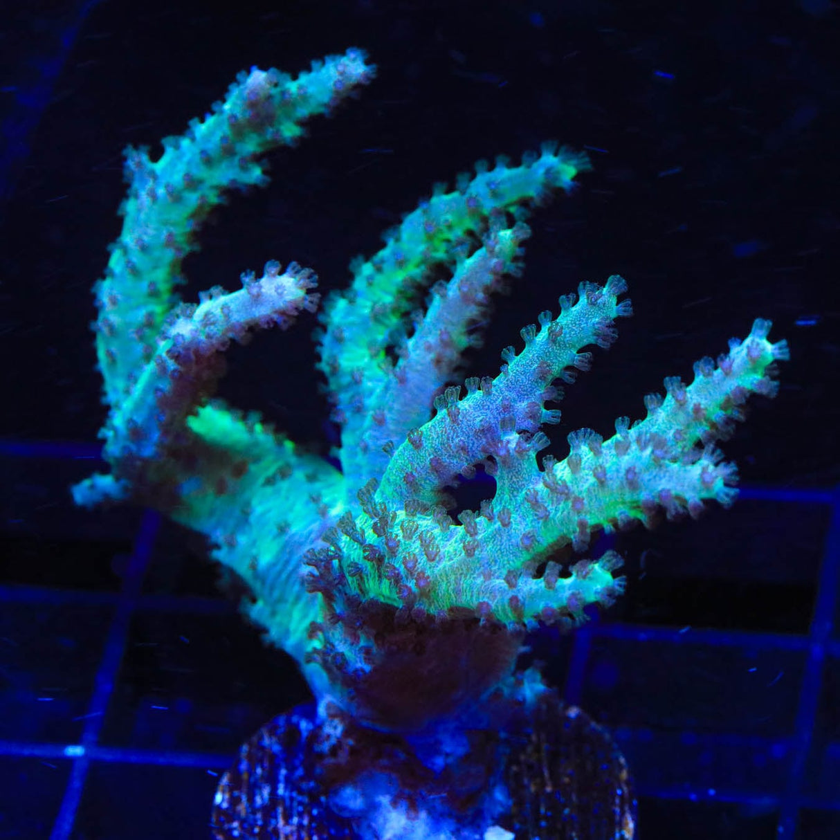 TSA Mint Leather Coral