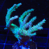 TSA Mint Leather Coral