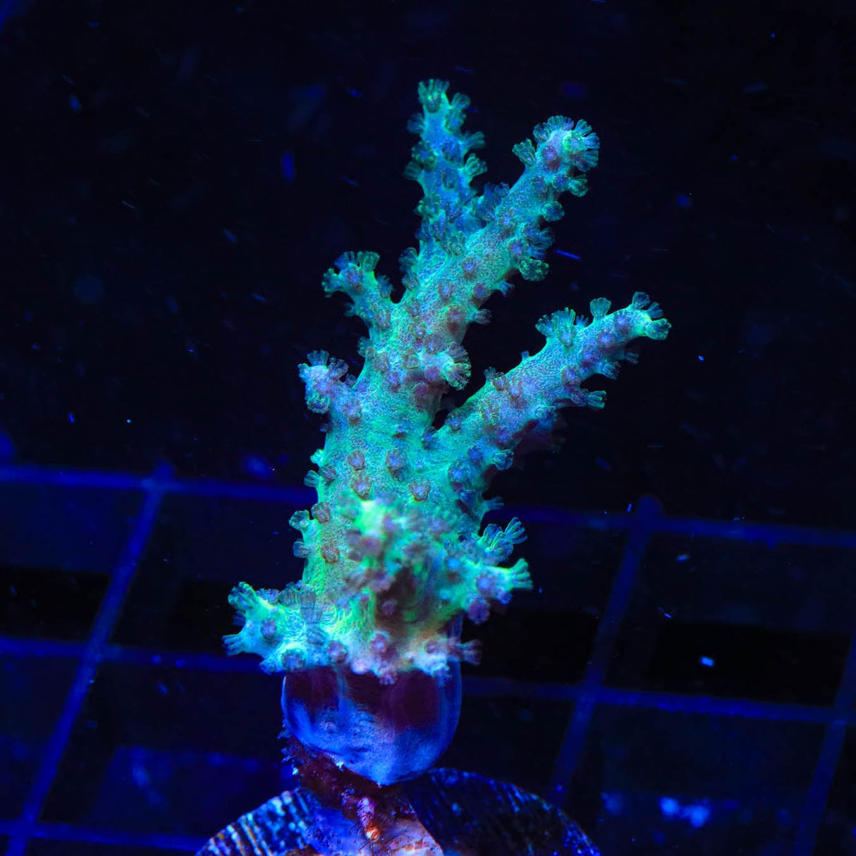 TSA Mint Leather Coral