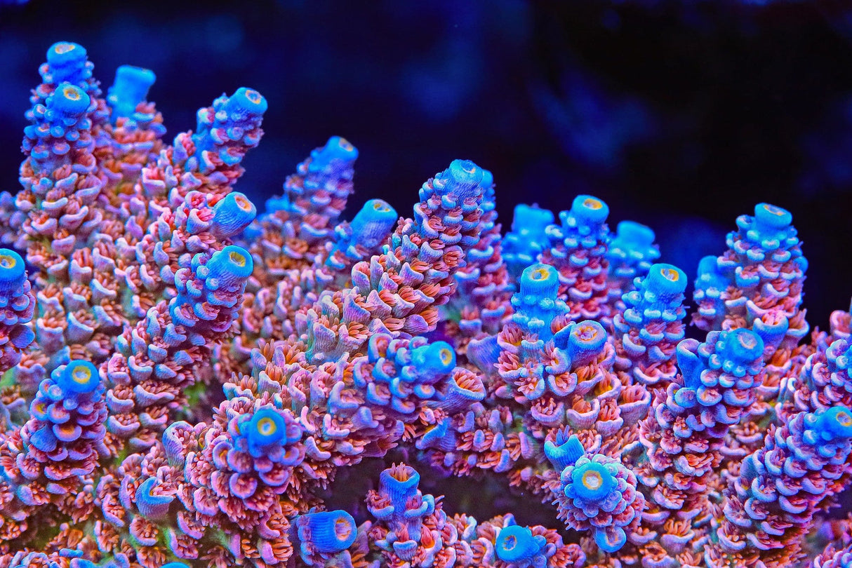 TSA Miss Piggy Tenuis Acropora Coral