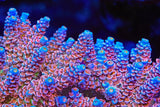 TSA Miss Piggy Tenuis Acropora Coral