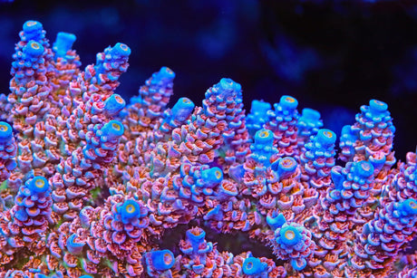 TSA Miss Piggy Tenuis Acropora Coral