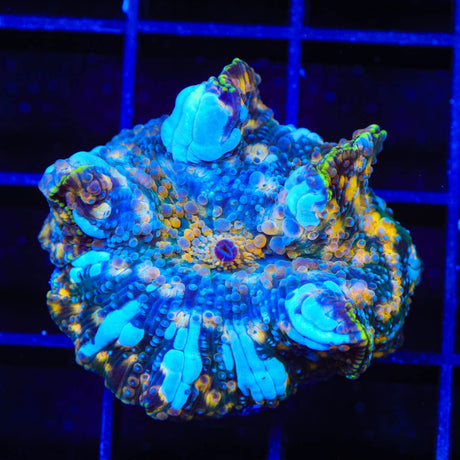 TSA Mission Mars Mushroom Coral